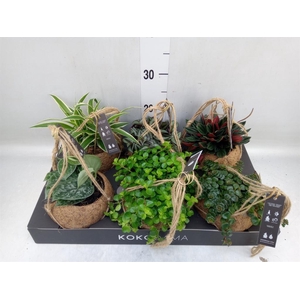 Planten Groen   ...mix  5