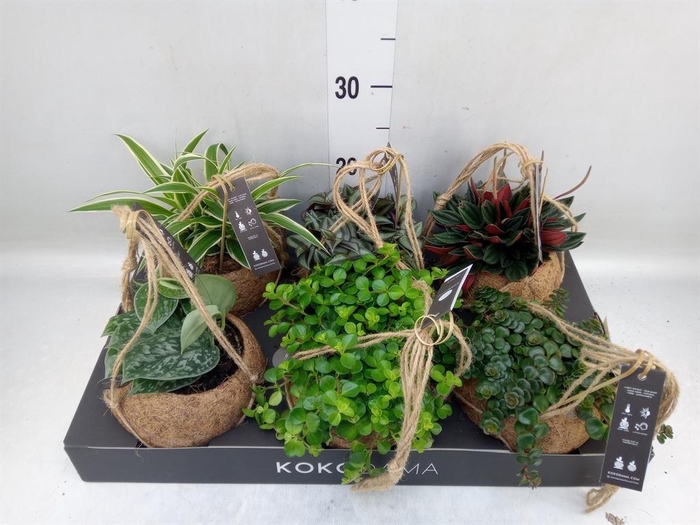 <h4>Planten Groen ...mix 5</h4>