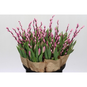BQ Tulp Salix Pink