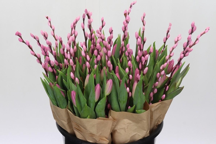 BQ Tulp Salix Pink