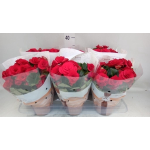 Begonia elat. DU 'Halo'