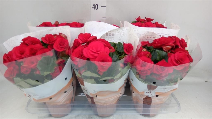 <h4>Begonia elat. DU 'Halo'</h4>