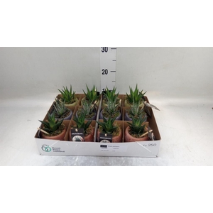 Arr.   Kamerplant Groen L%