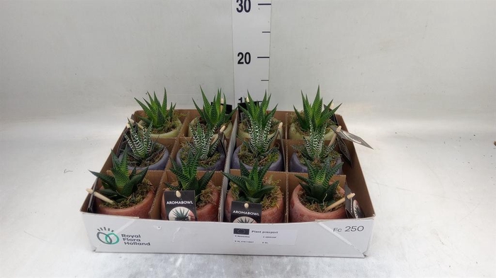 <h4>Arr. Kamerplant Groen L%</h4>