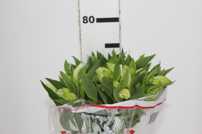 <h4>ALSTROEMERIA MISTRAL 080 CM</h4>