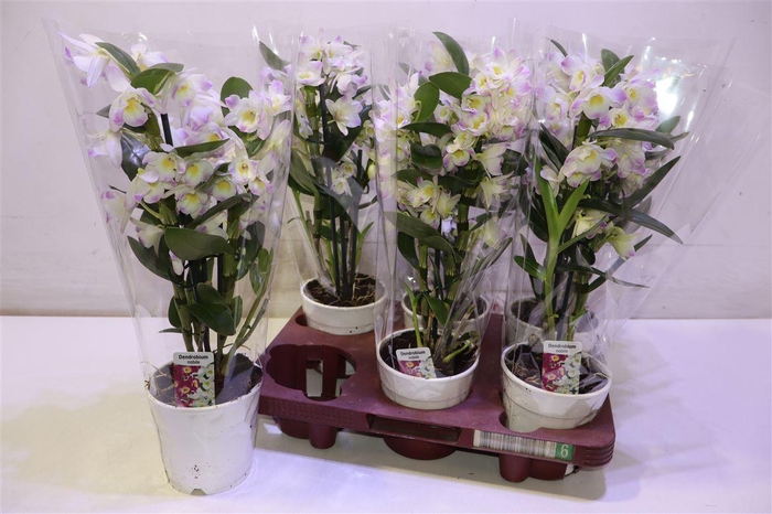 <h4>Dendr N S Dr Kumiko</h4>