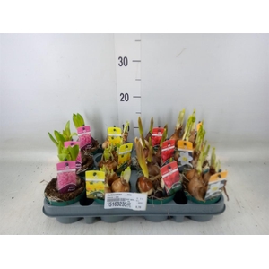 Bolbloemen   ...mix