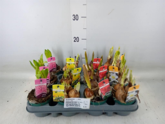 <h4>Bolbloemen   ...mix</h4>