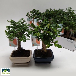 BONSAI GEM
