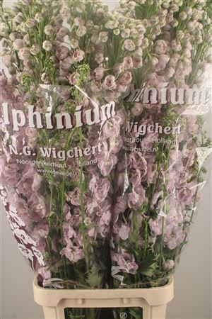 <h4>Delph El Dewi Pink Spijker</h4>