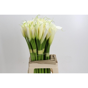 Zantedeschia Eydolls White