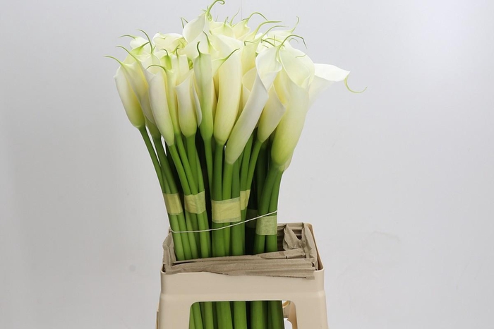 <h4>Zantedeschia Eydolls White</h4>