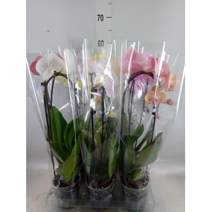 Phalaenopsis  'Elegant Cascade'