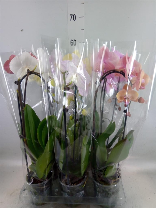 <h4>Phalaenopsis  'Elegant Cascade'</h4>