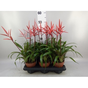 Vriesea  'Elan'