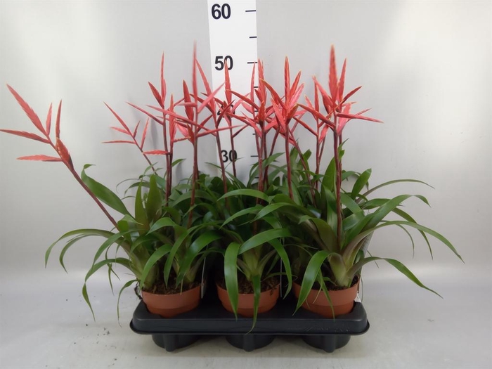 <h4>Vriesea  'Elan'</h4>