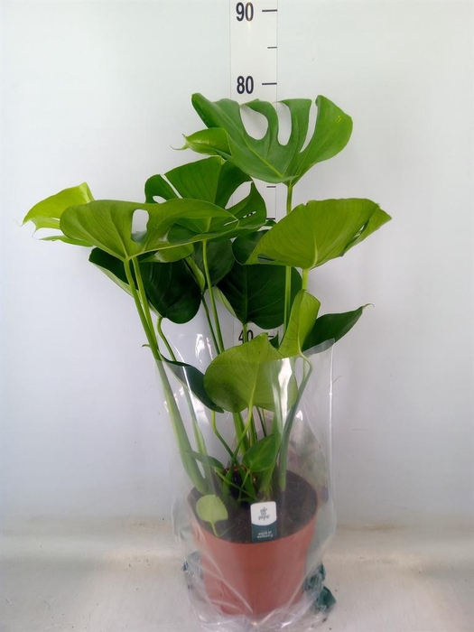 <h4>Monstera delic.</h4>