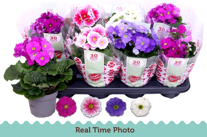 <h4>PRIM OB TM GEM</h4>