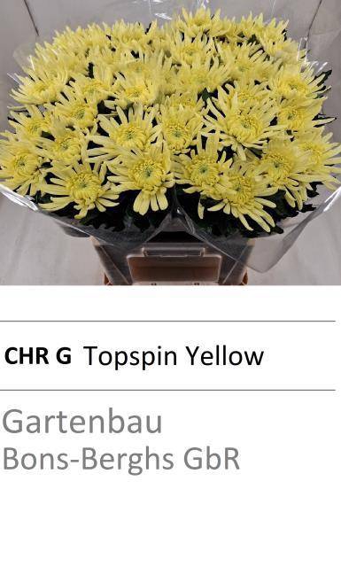 <h4>CHR G TOPSPIN YELLOW ANGEBOT</h4>