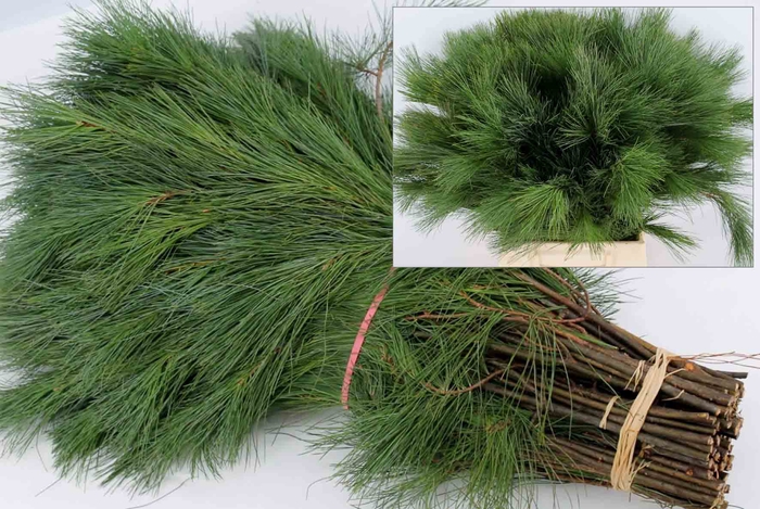 <h4>Pinus strobus extra</h4>