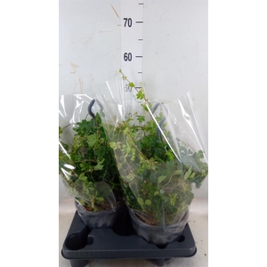 Parthenocissus  'Sugar Vine'