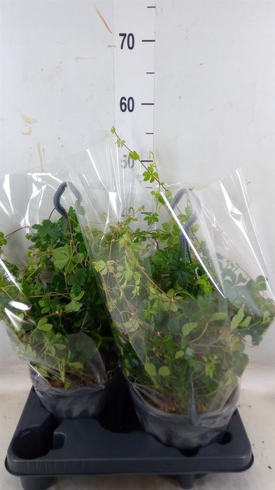 <h4>Parthenocissus  'Sugar Vine'</h4>