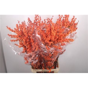 Ilex Verticilata Larange Orange Extra