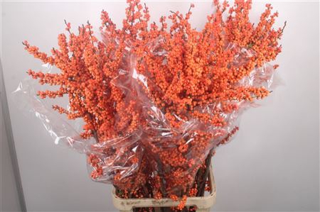 <h4>Ilex Verticilata Larange Orange Extra</h4>