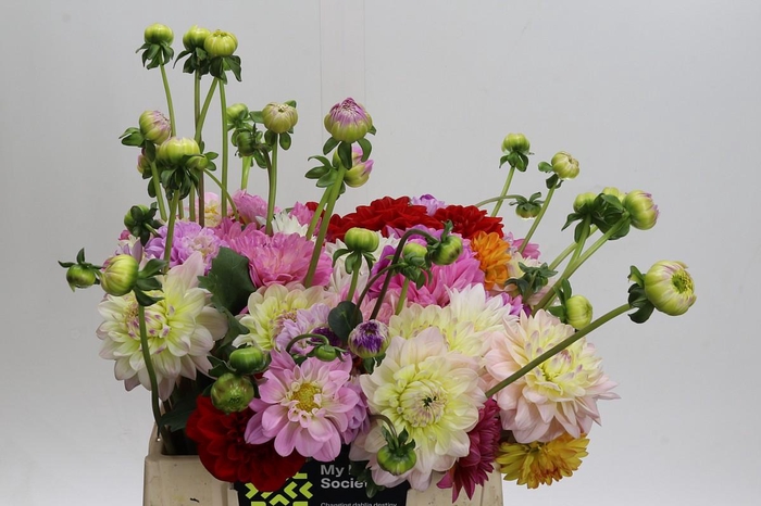 <h4>Dahlia mixed bunch</h4>