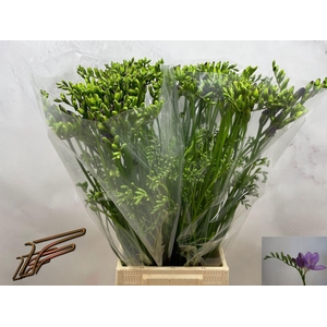 Freesia enk Delta River