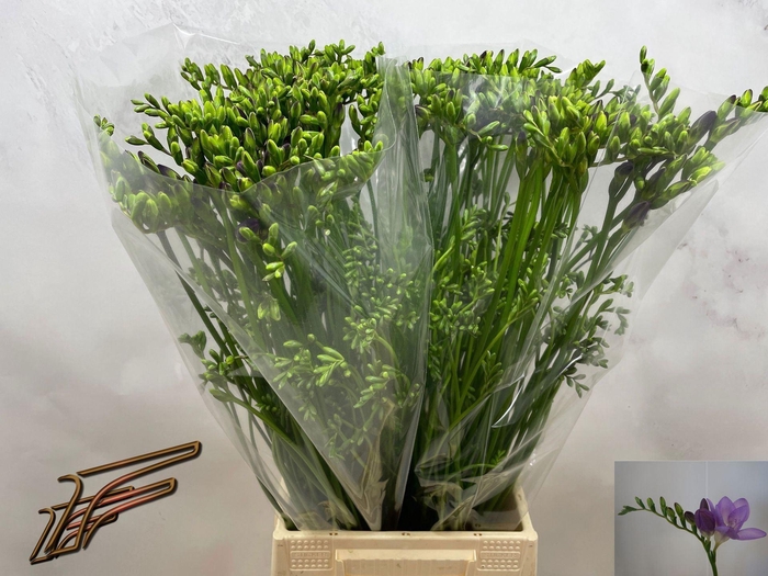 <h4>Freesia enk Delta River</h4>