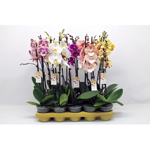 Gemengd 10 kleuren 2-tak 60cm (RIJP)