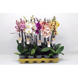 Gemengd 10 kleuren 2-tak 60cm (RIJP)