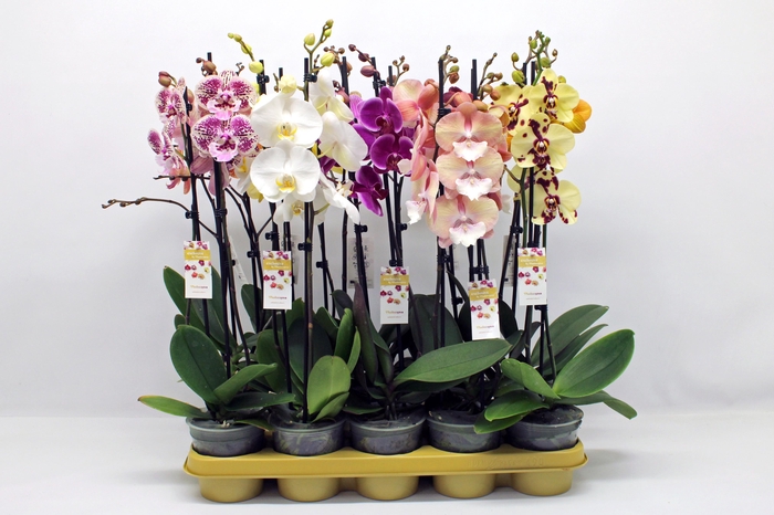 <h4>Gemengd 10 kleuren 2-tak 60cm (RIJP)</h4>