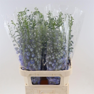 Delphinium double Aurora Light Blue