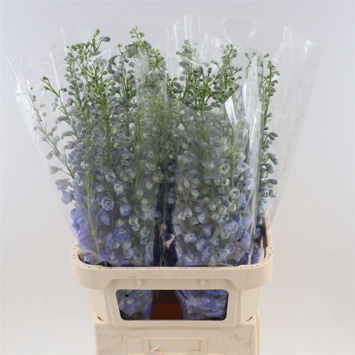 <h4>Delphinium double Aurora Light Blue</h4>