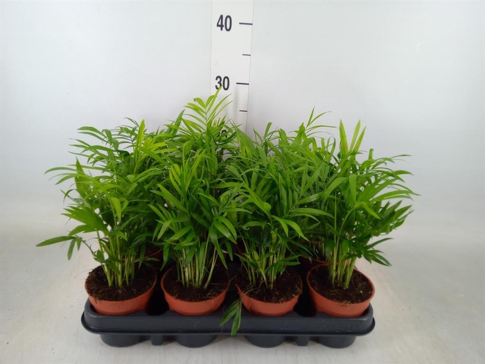 <h4>Chamaedorea elegans</h4>