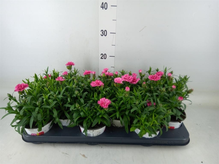 <h4>Dianthus  'Oscar Purple Wings'</h4>