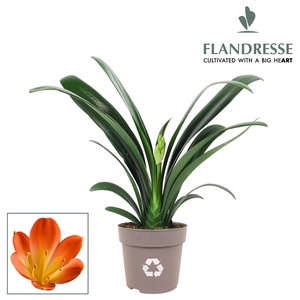 Clivia Flandresse® Strong! Extra orange