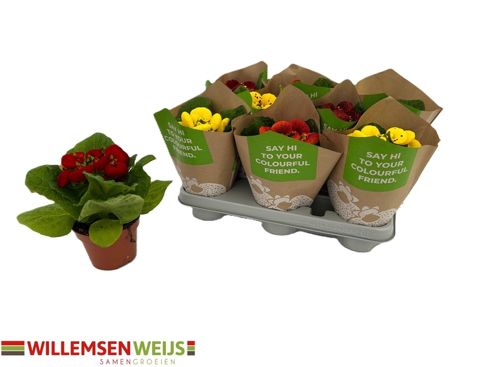 <h4>CALC X HERBEOHYBRIDA</h4>