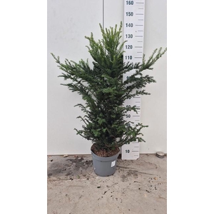 TAXUS BACCATA