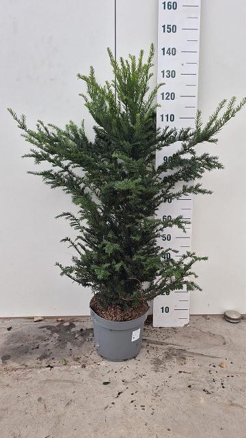 <h4>TAXUS BACCATA</h4>