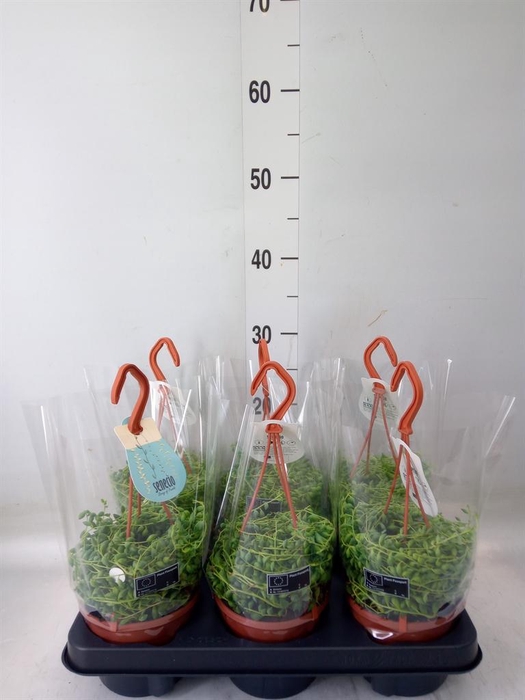 <h4>Senecio herreianus</h4>