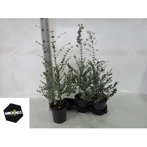 EUCAL GUNNII
