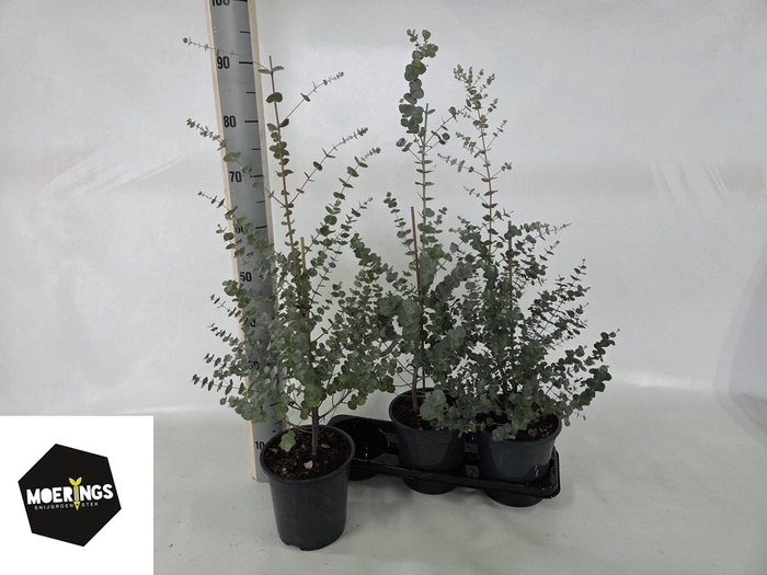 <h4>EUCAL GUNNII</h4>