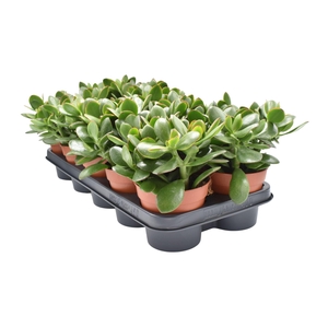 Crassula ovata Sunset