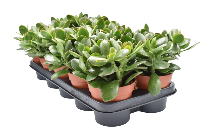 <h4>Crassula ovata Sunset</h4>