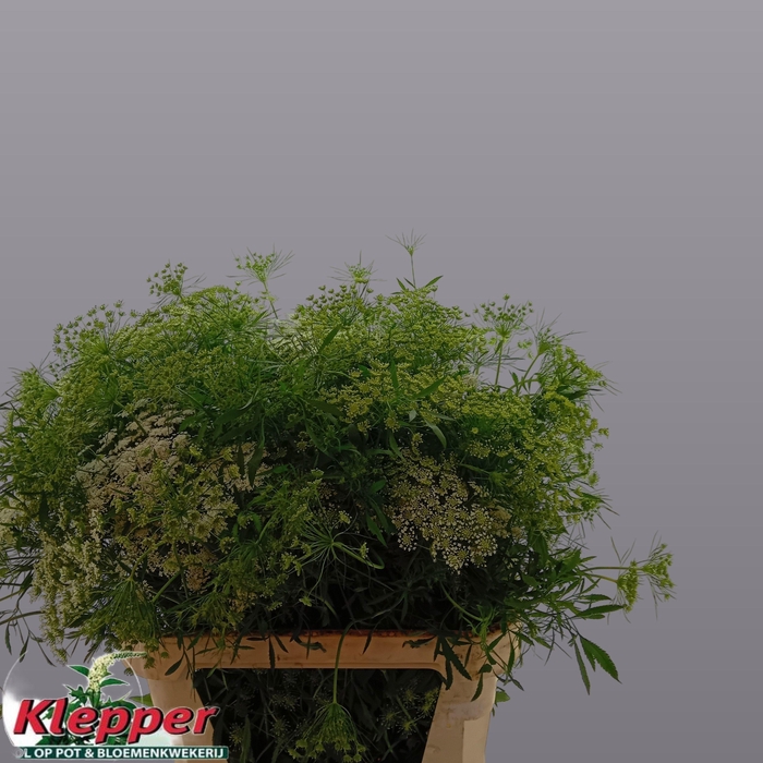 <h4>AMMI MAJUS GRACELAND</h4>