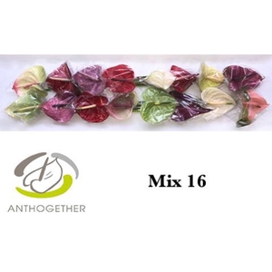 Anthurium Mix