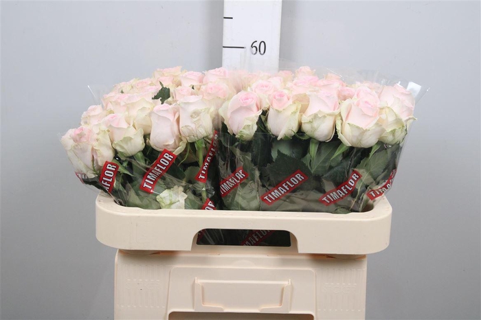 <h4>R Gr Revival Sweet</h4>